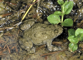 Gelbbauchunke
