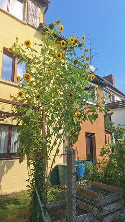 Sonnenblume