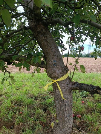 Baum mit gelbem Band