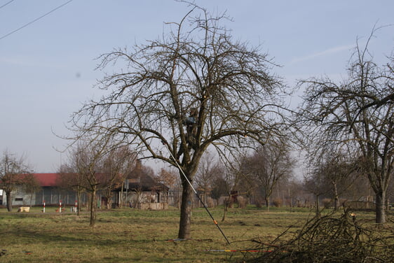 aus Archiv - Baumschnittma&szlig;nahme 2011