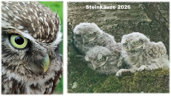 Alt- und Jungvögel