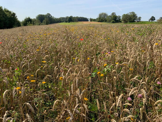 Lichtäcker mit Untersaat bieten Lebensraum für seltene Tier- und Pflanzenarten und sichern gleichzeitig eine hochwertige Getreideproduktion (Bild: LEV).