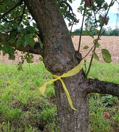 Baum mit gelbem Band