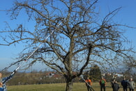 Obstbaumwinterschnitt
