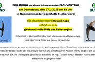 03.2025: geheimnisvolle Welt der Mauersegler