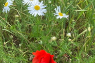 Sommerpause