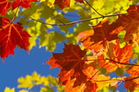  Rückzug des Blattgrüns