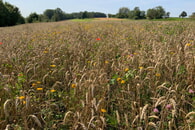 Lichtacker-Projekt im Kreis denkt Landwirtschaft und Artenschutz gemeinsam 