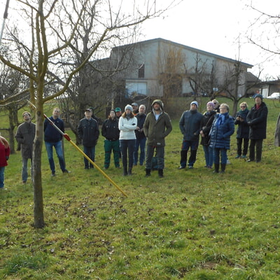 Obstbaumwinterschnitt 