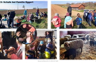 03.2023: Bauernhofbesuche (1): - Schafe