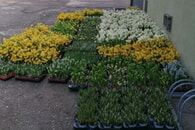 Blumenspende