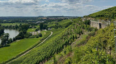 Kleiningersheim Weinberge