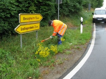 Jakobskreuzkraut entfernen